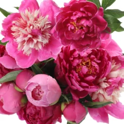 Peony - Passionate Pink Collection