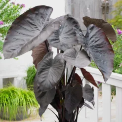 Colocasia - Diamond Head
