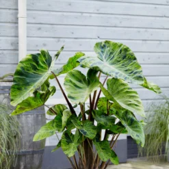Colocasia - Mojito