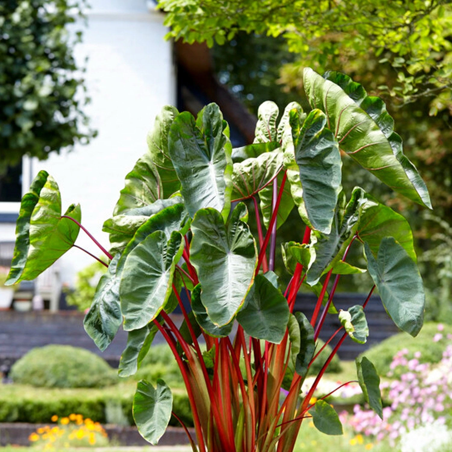 Colocasia - Royal Hawaiian Punch