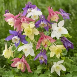 Columbine - Origami Mix 3 Pack