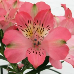 Alstroemeria - Inca Coral 3 Pack