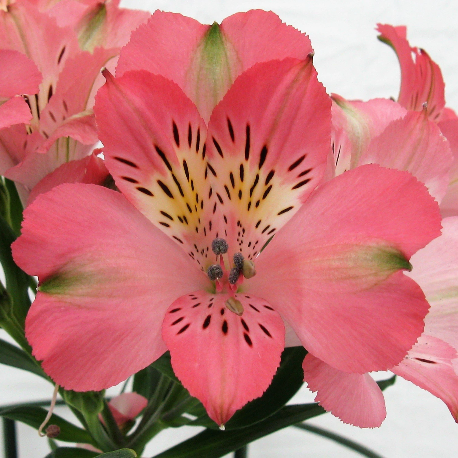 Alstroemeria - Inca Coral 3 Pack