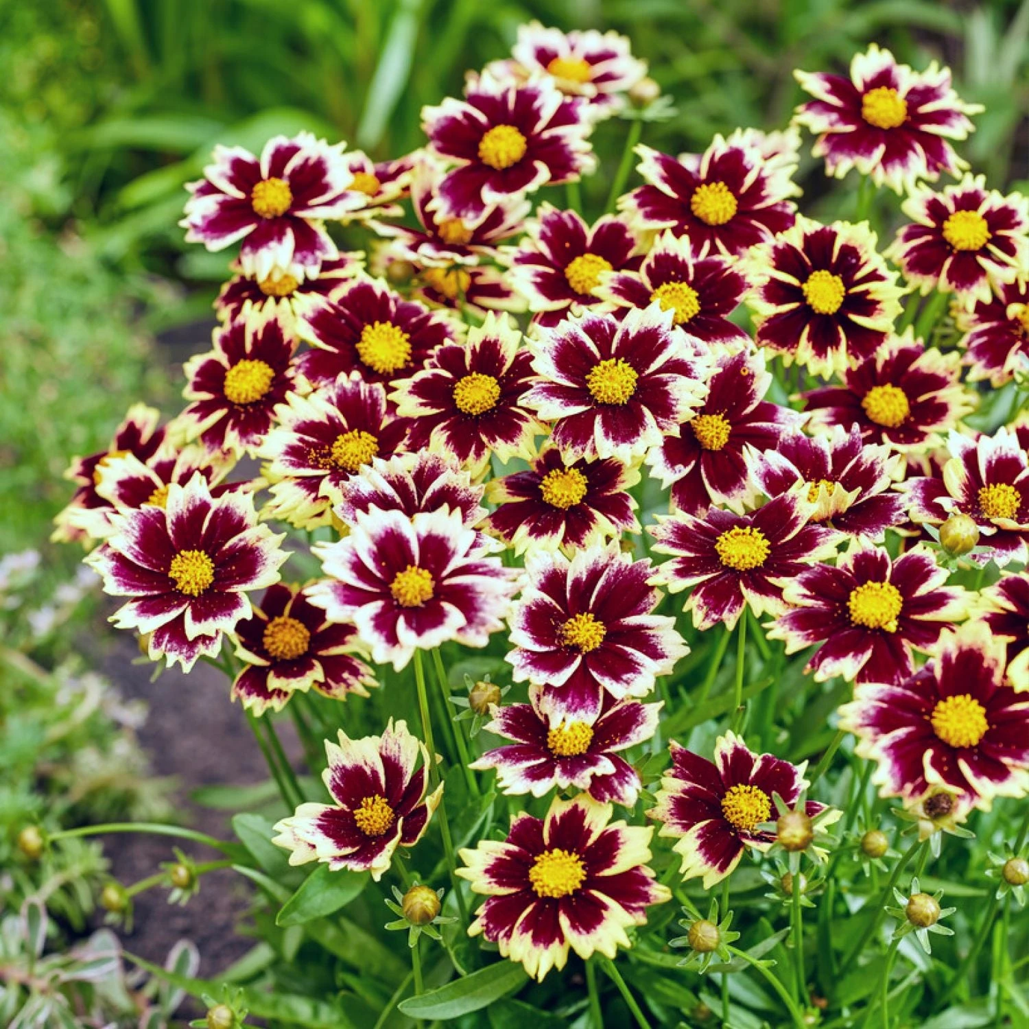 Coreopsis - Solar Fancy 3 Pack