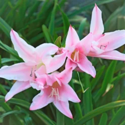 Amacrinum - Crinodonna Lily (Fragrant)
