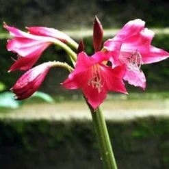 Crinum - Ellen Bosanquet