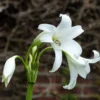 Crinum - Powellii Album