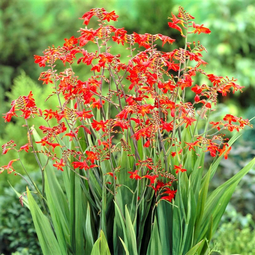 Crocosmia - Erika - Image 2
