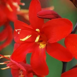 Crocosmia - Erika