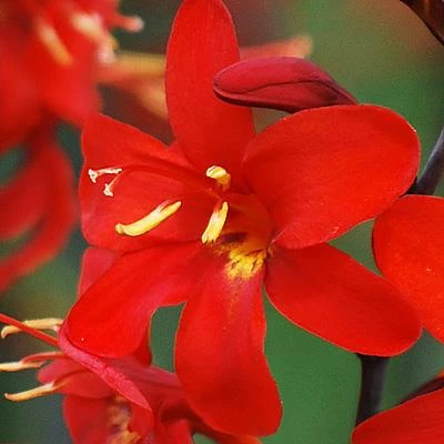 Crocosmia - Erika