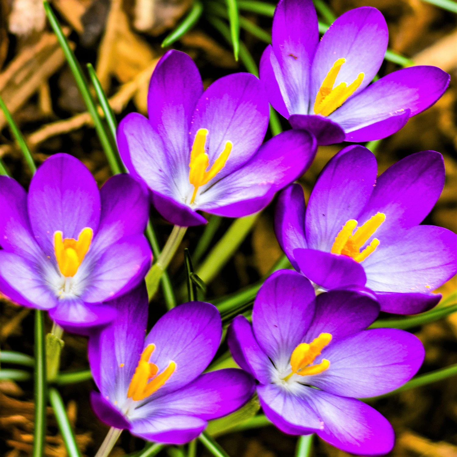 Crocus - Large Flowering Mix - Image 5