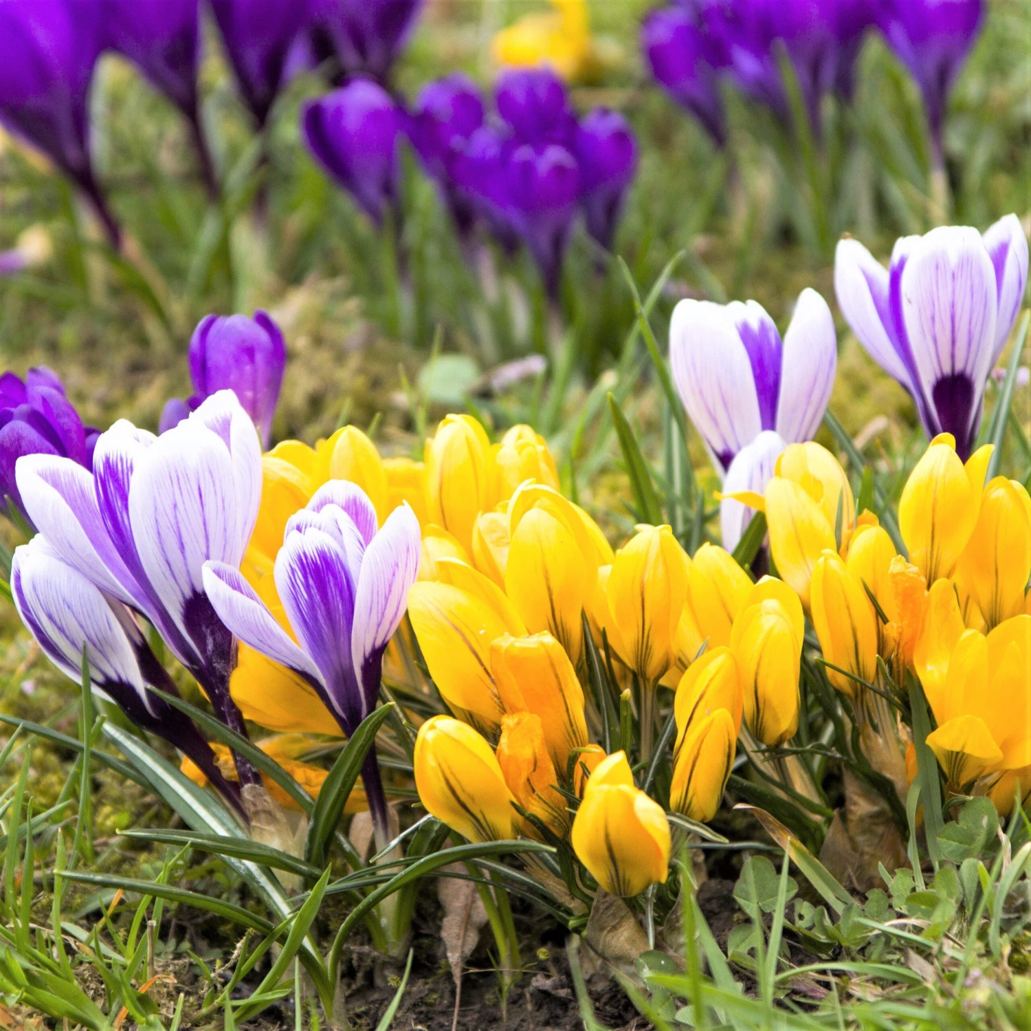 Crocus - Large Flowering Mix - Image 7