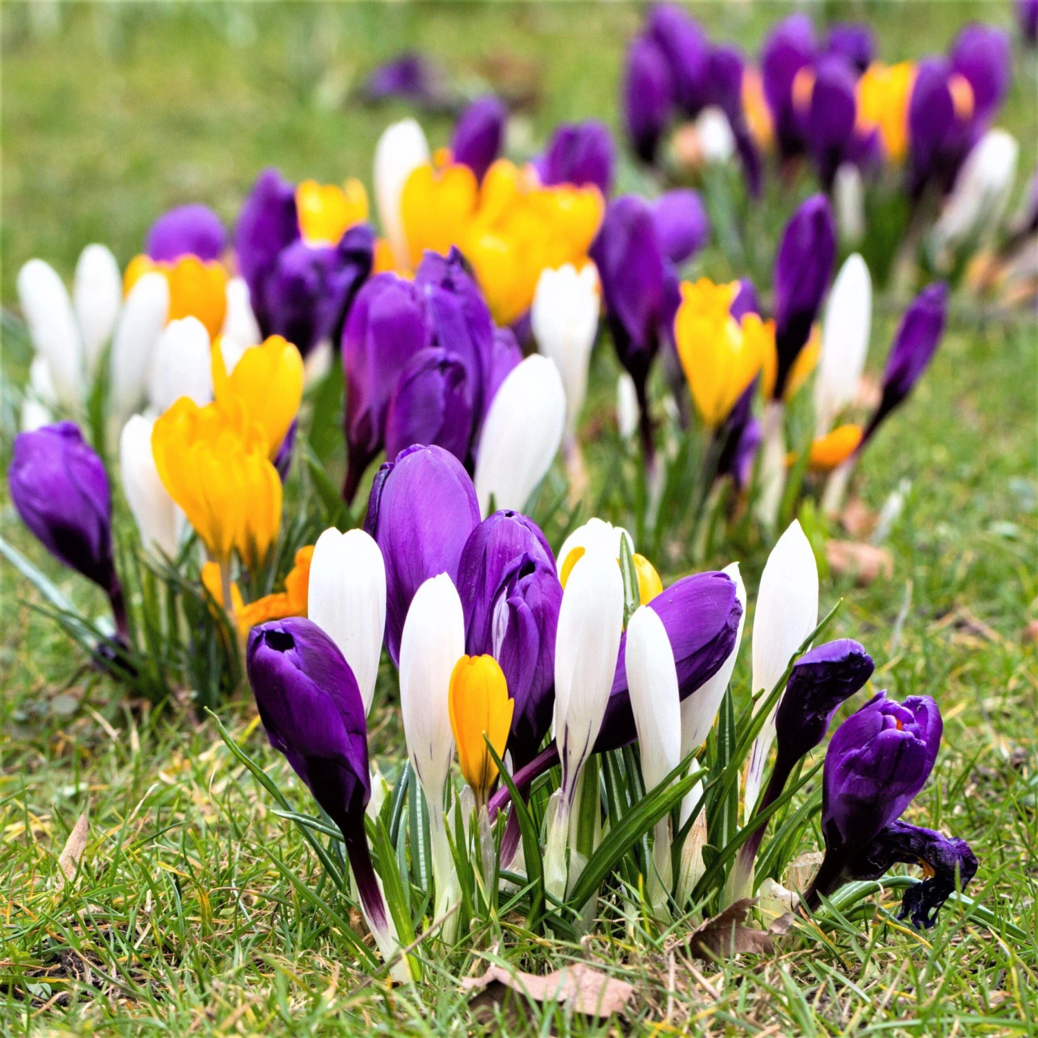 Crocus - Large Flowering Mix