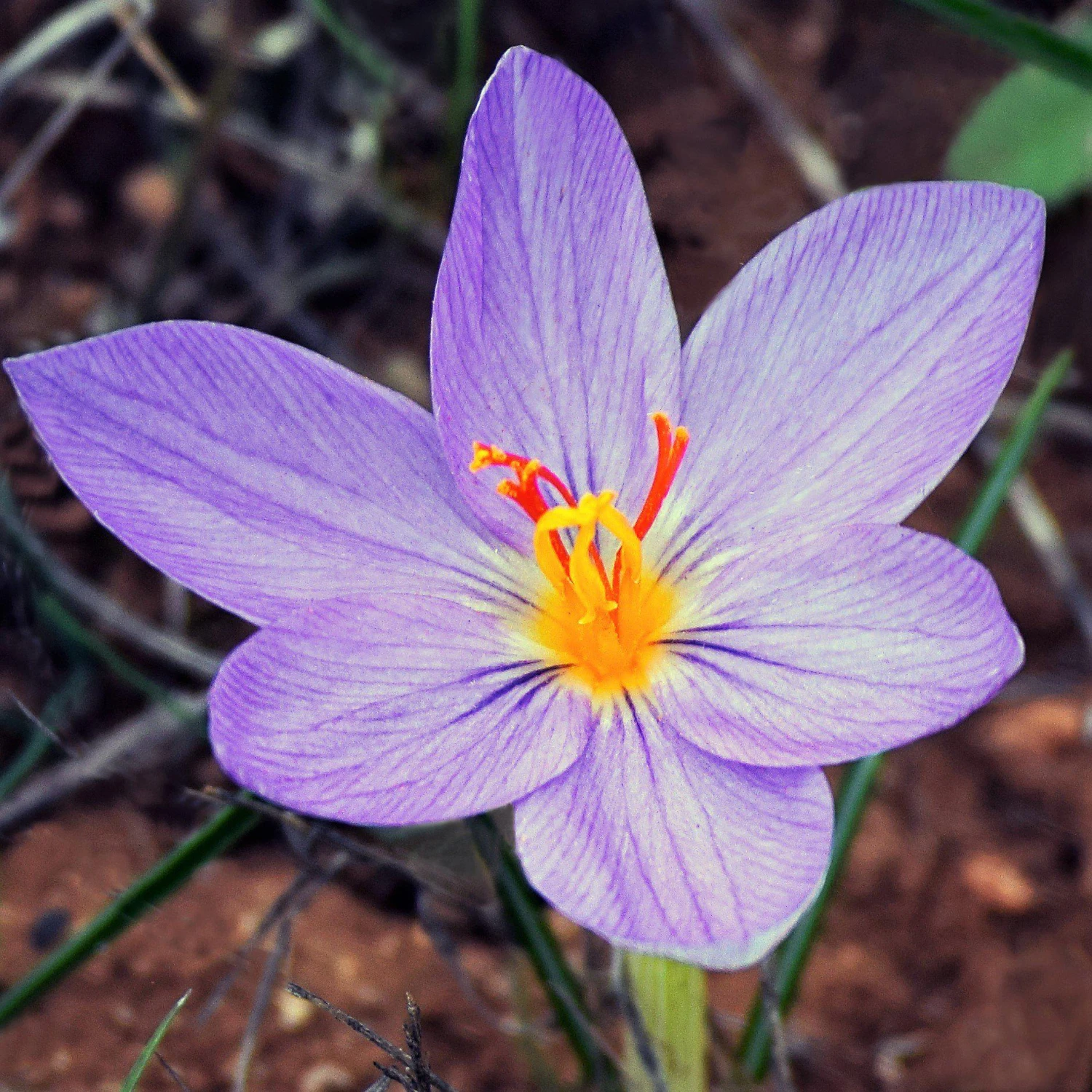Crocus - Saffron - Image 2