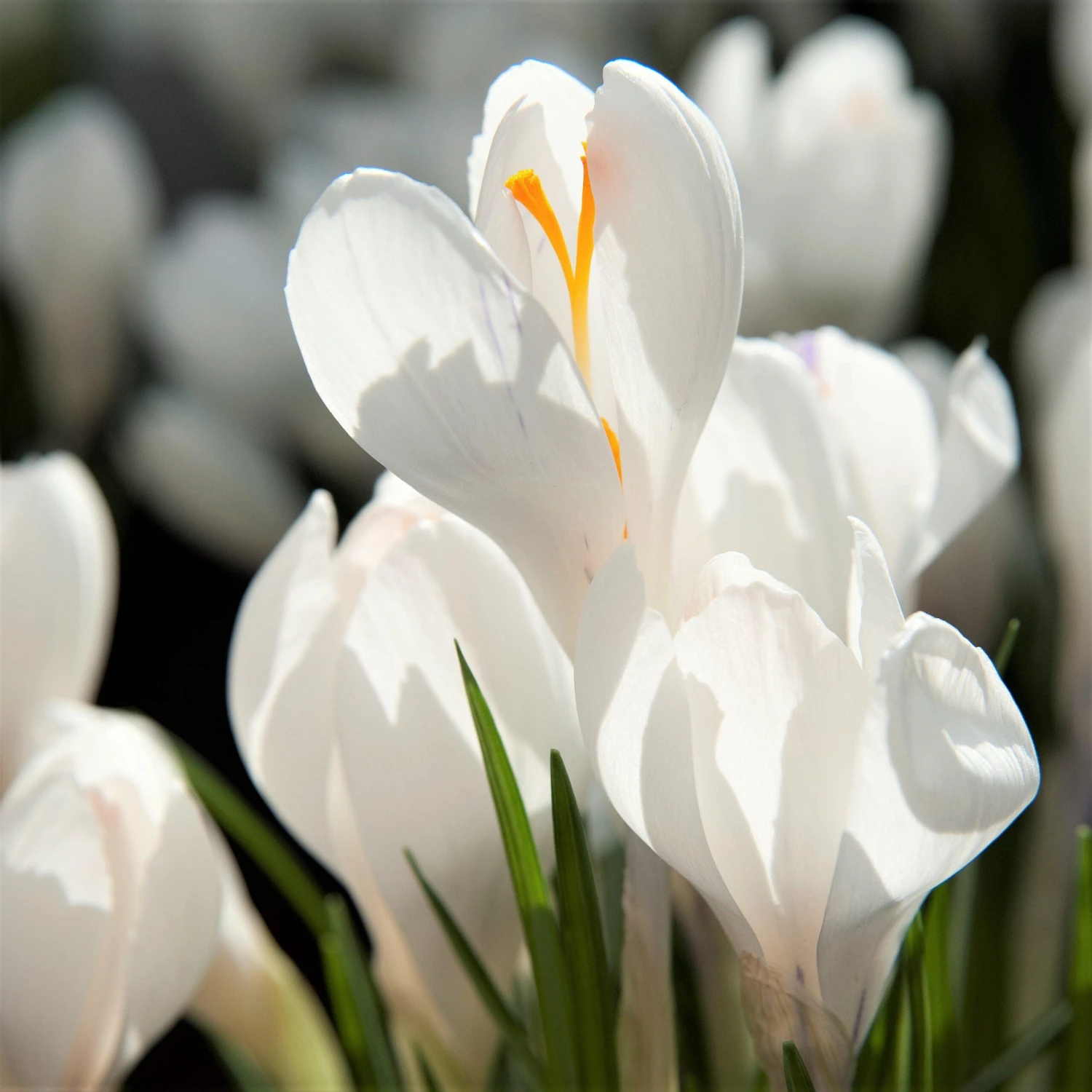 Crocus - Large Flowering Mix - Image 6
