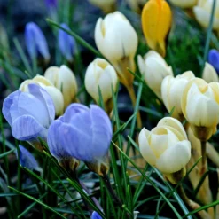 Crocus - Chrysanthus Mix