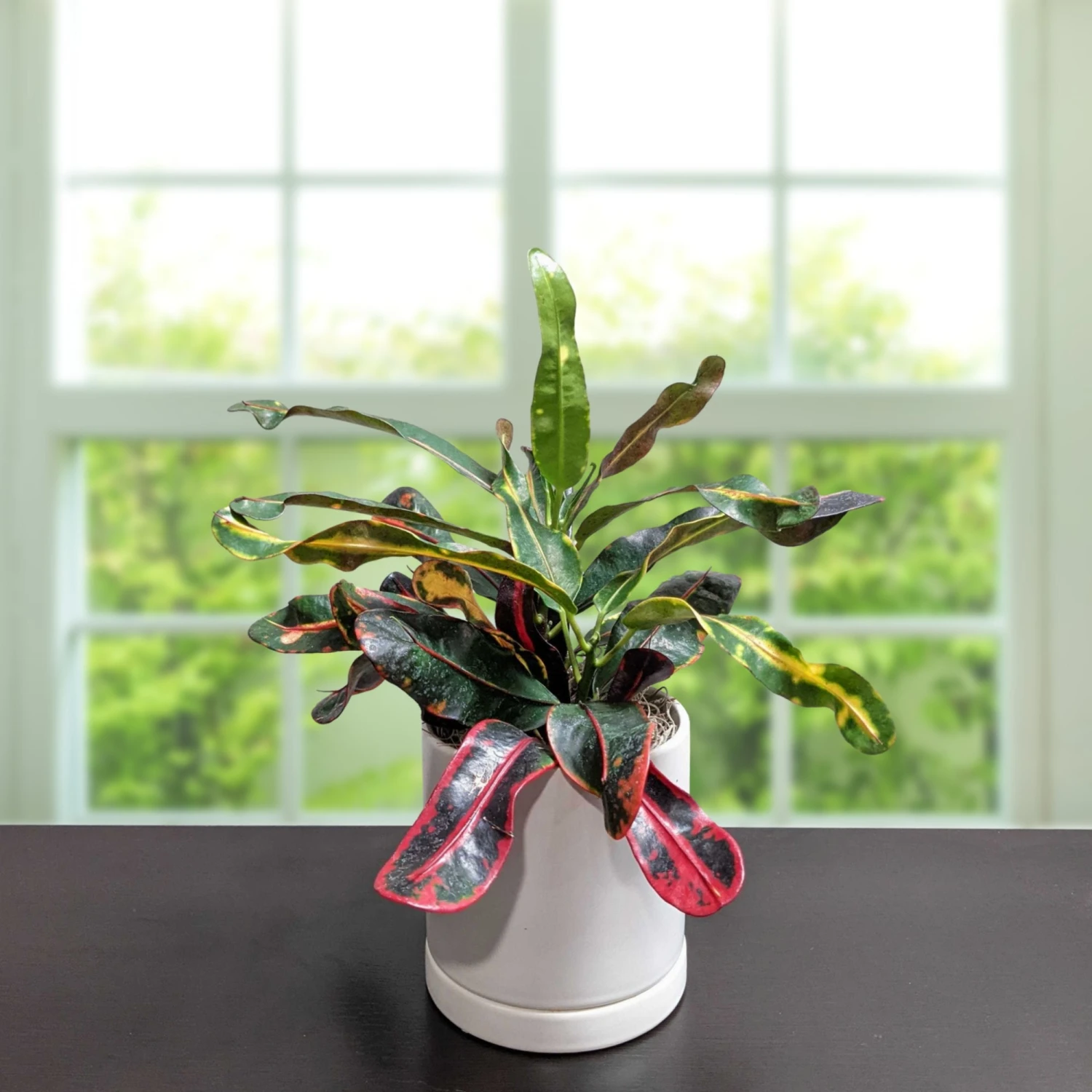 Croton - Mammy Houseplant