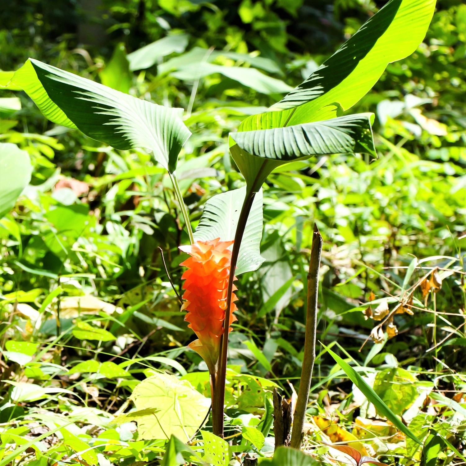 Ginger - Curcuma Roscoeana - Image 3