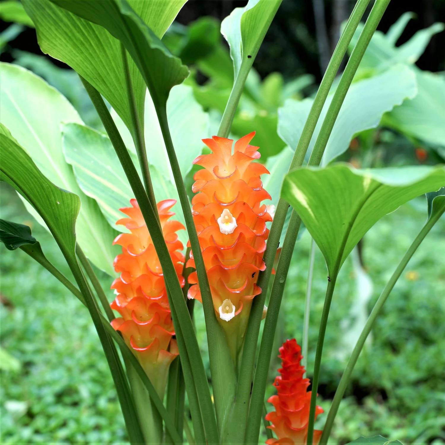 Ginger - Curcuma Roscoeana - Image 2