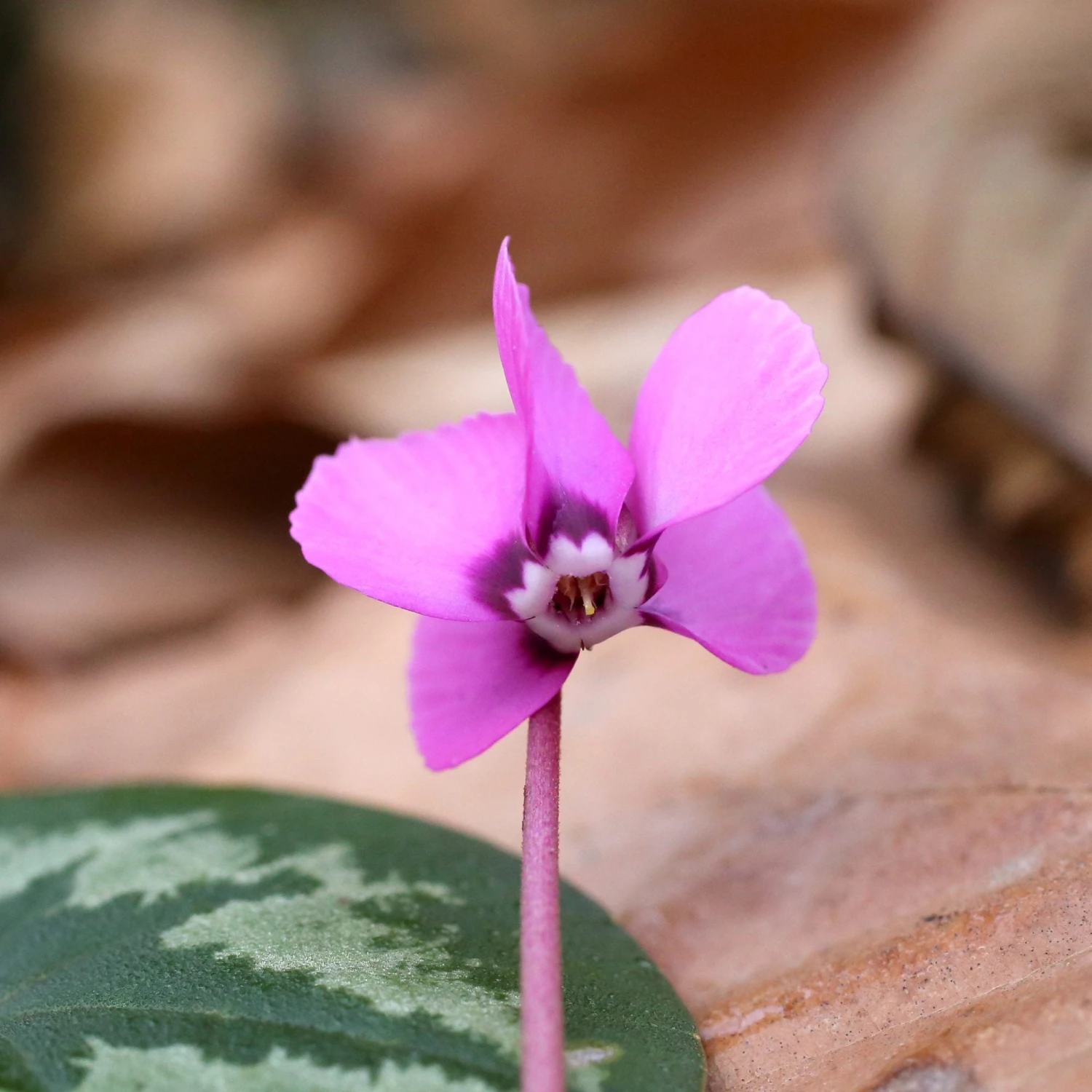 Cyclamen - Coum Hybriden (Hardy)