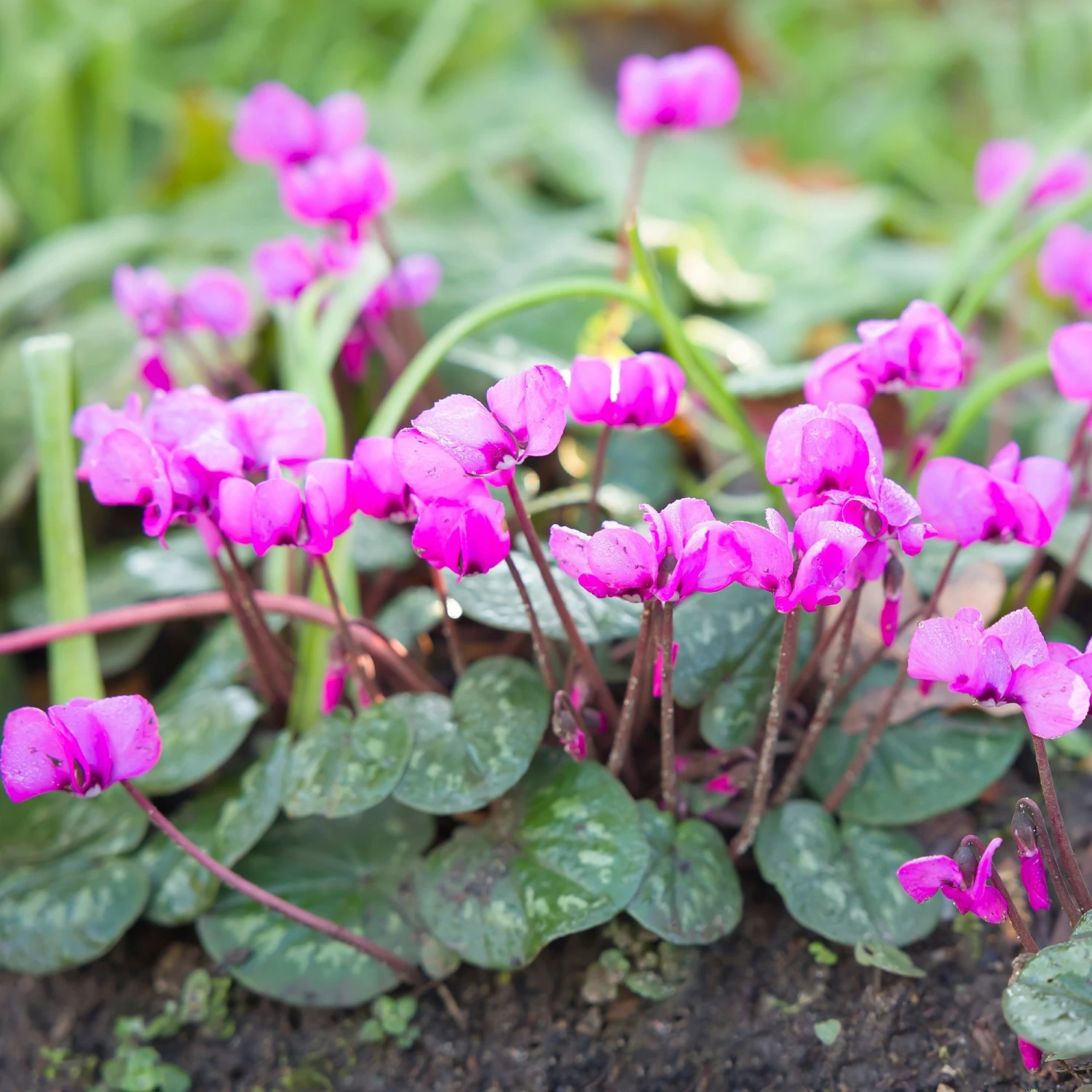 Cyclamen - Coum Hybriden (Hardy) - Image 2