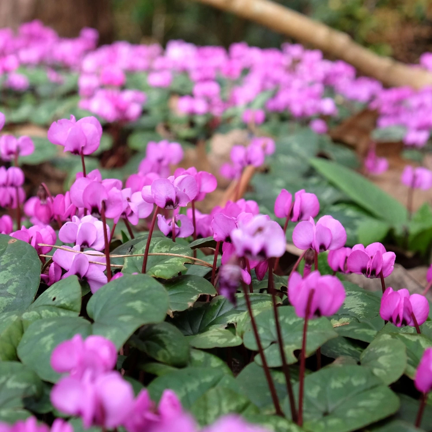 Cyclamen - Coum Hybriden (Hardy) - Image 3