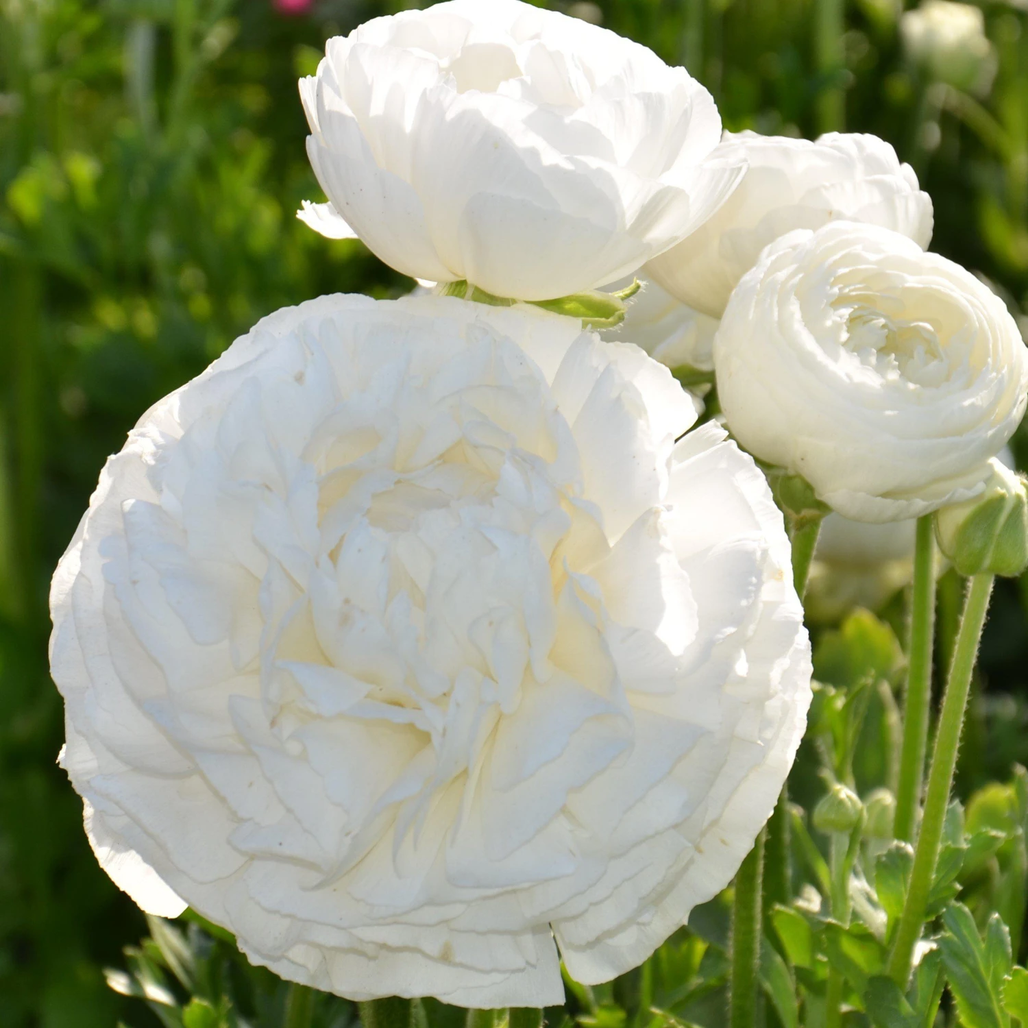 Ranunculus - Tecolote White - Image 3