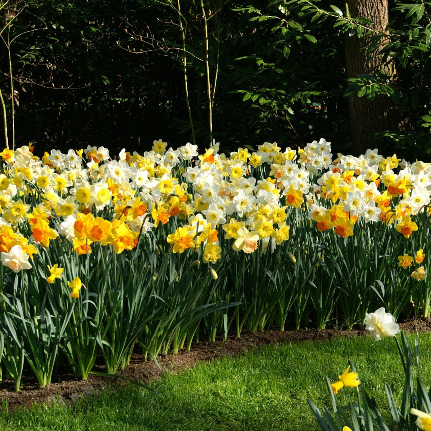 Narcissus - Daffodil Classic Trumpet Mix - Image 3