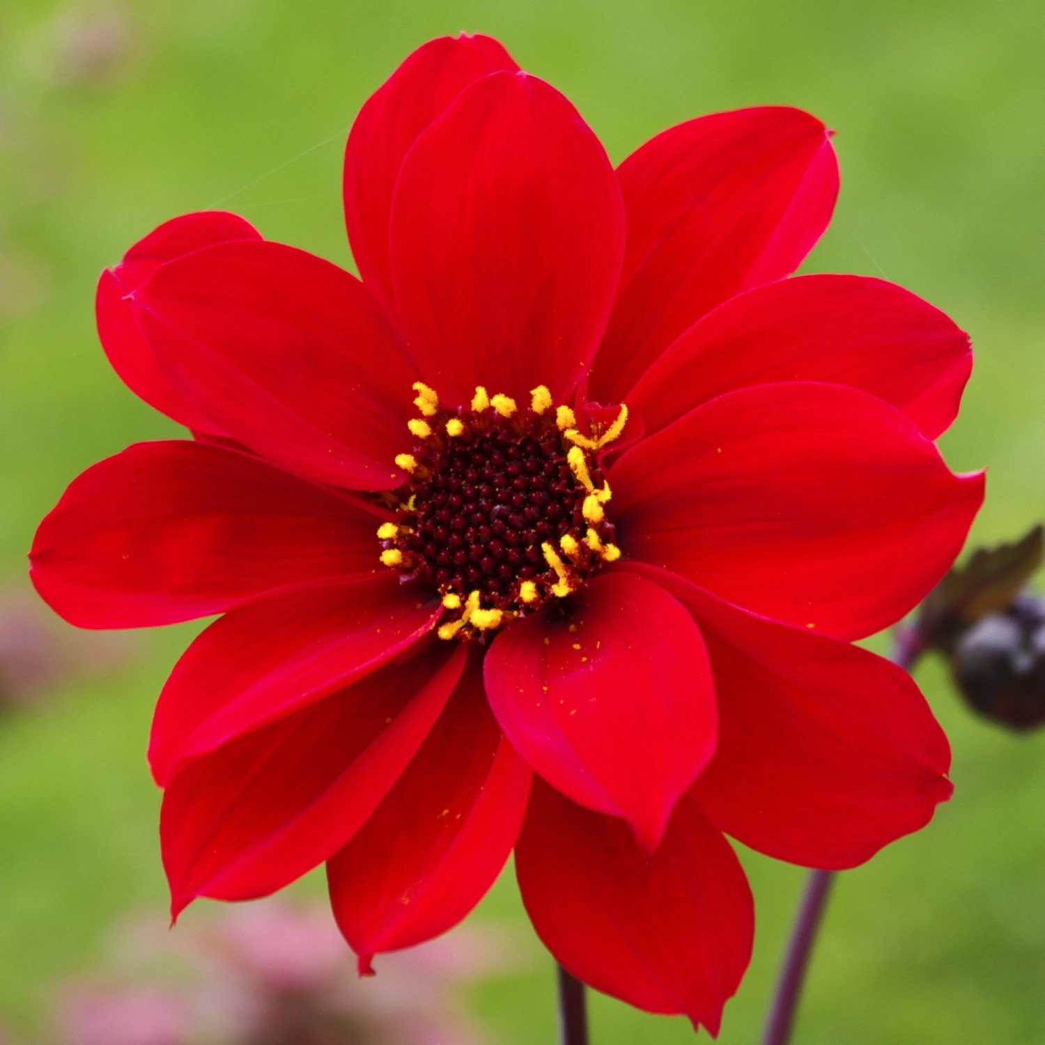 Dahlia - Bishop Of Llandaff
