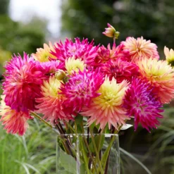 Dahlia - Cactus Mix