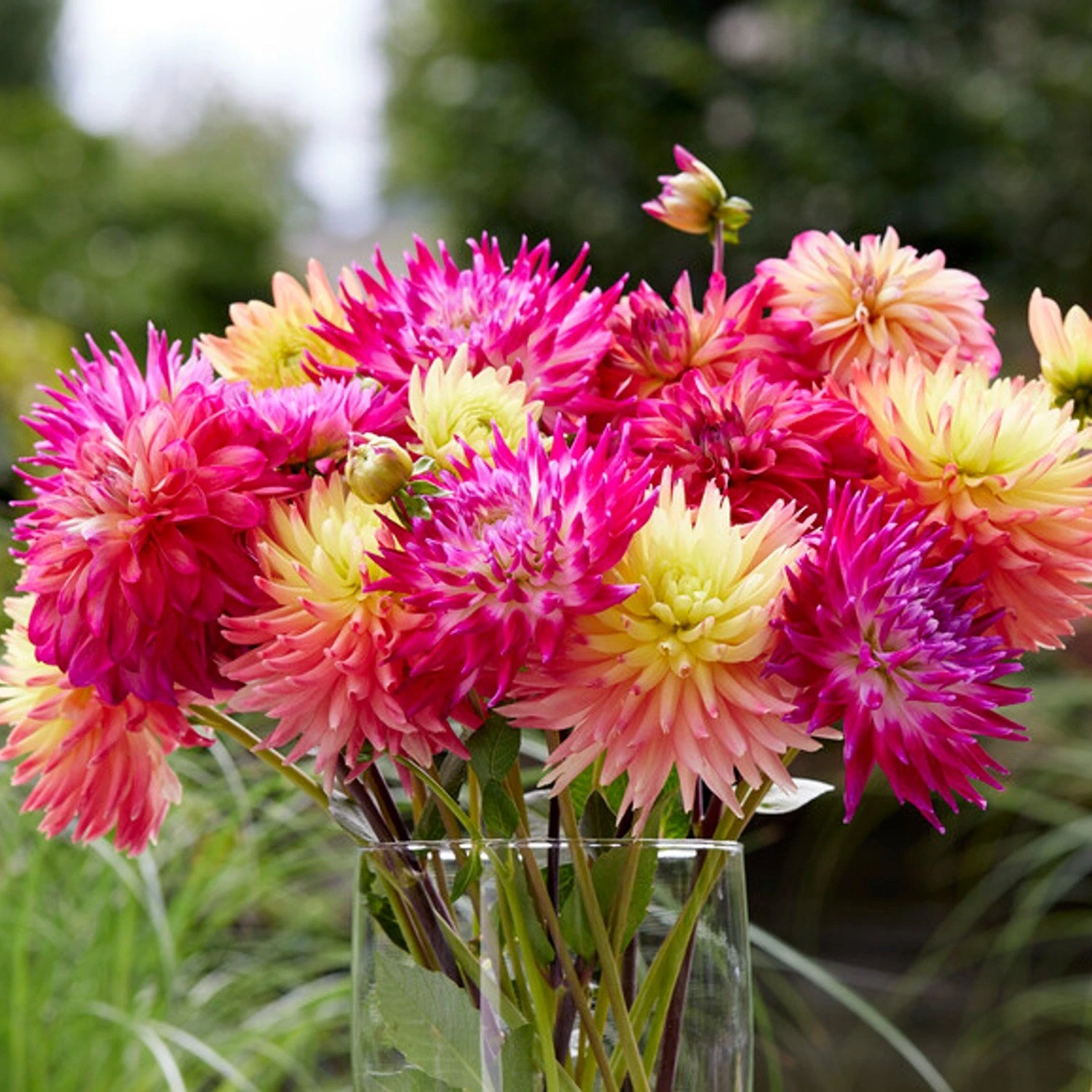 Dahlia - Cactus Mix