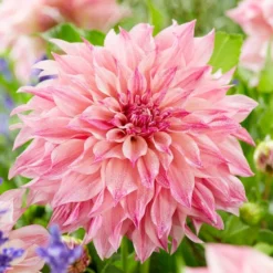 Dahlia - Cafe Au Lait Royal