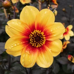 Dahlia - Sunshine