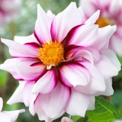 Dahlia - Edge Of Joy