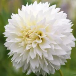Dahlia - Fubuki Myama