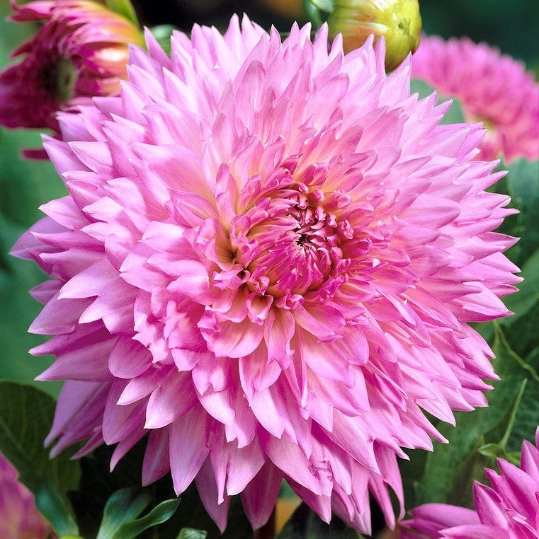 Dahlia - Fubuki Sakura