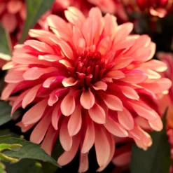 Dahlia - Gallery Art Deco