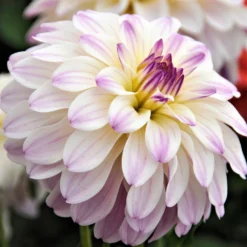 Dahlia - Gallery Monet