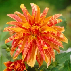 Dahlia - Giraffe