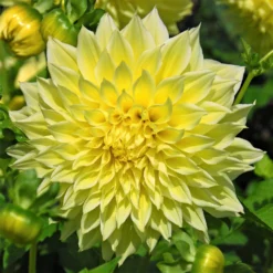 Dahlia - Kelvin Floodlight