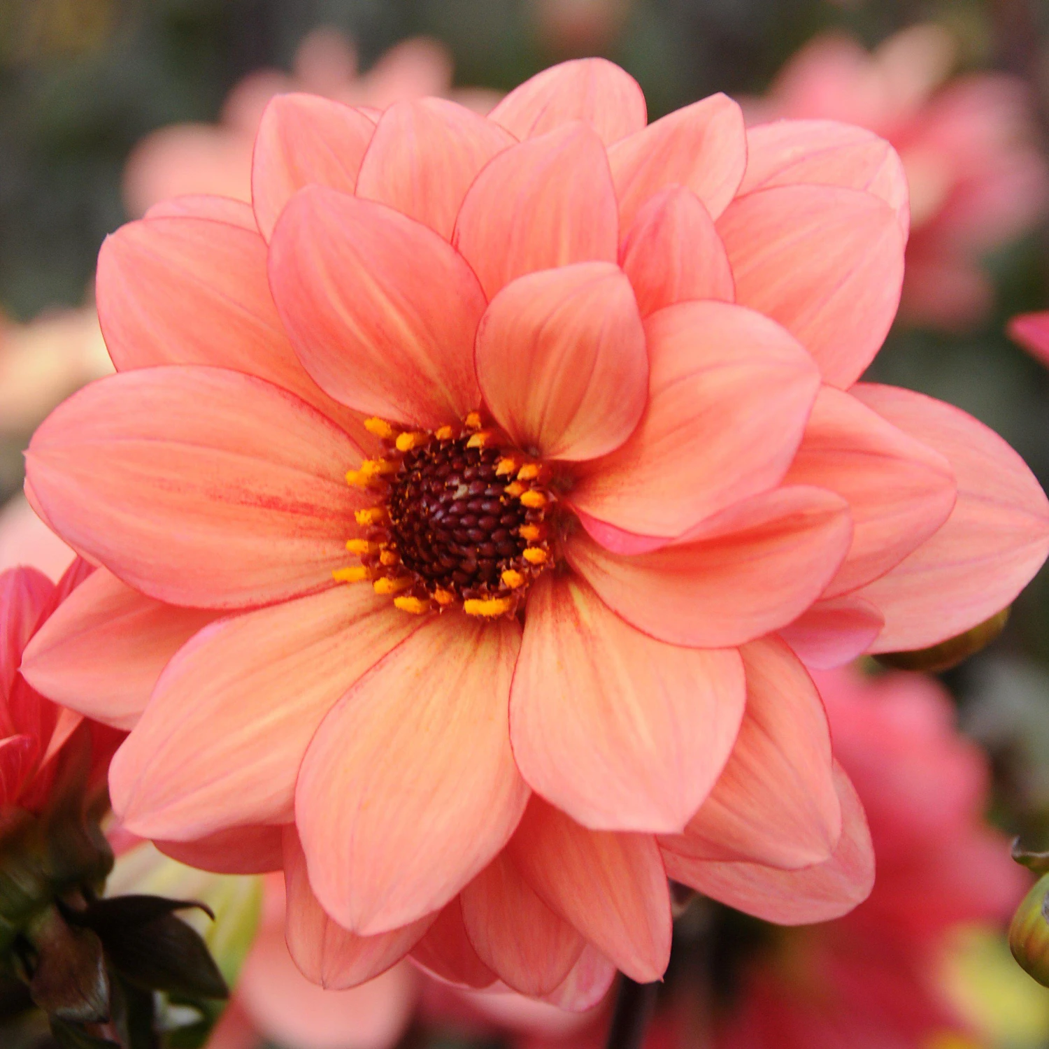 Dahlia - Poeme - Image 2