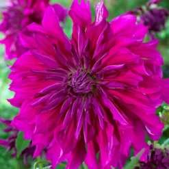 Dahlia - Purple Taiheijo