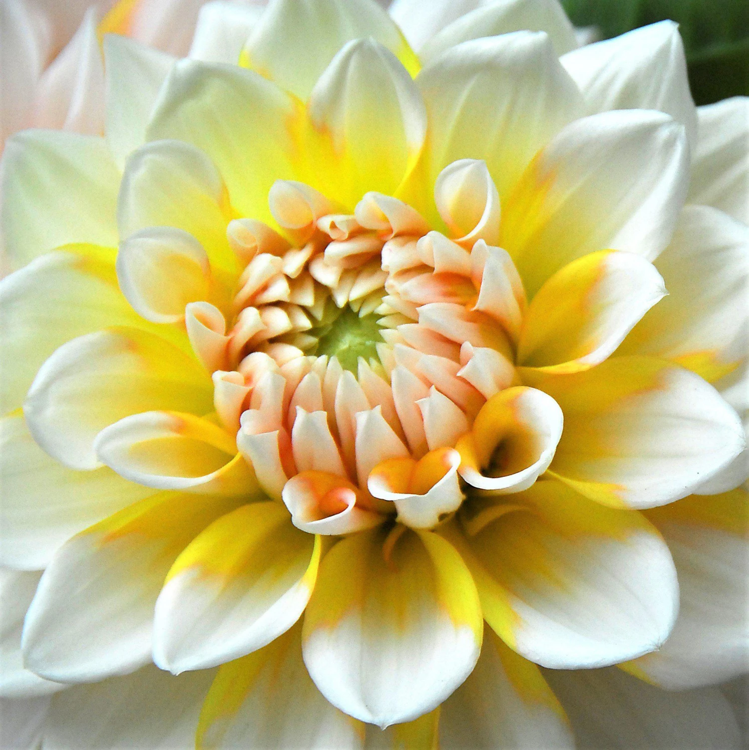 Dahlia - Seattle - Image 2