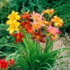 Daylily - Colorful & Carefree Collection