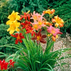 Daylily - Colorful & Carefree Collection