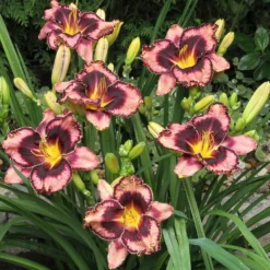 Daylily - Simmons Overture