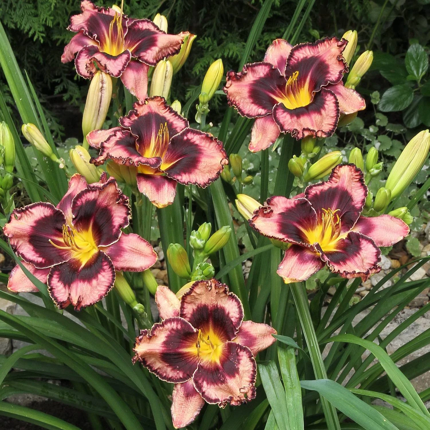 Daylily - Simmons Overture