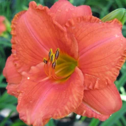 Daylily - South Seas