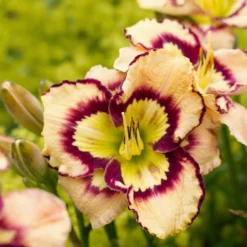 Daylily - Spacecoast Sea Shells