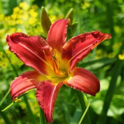 Daylily - Autumn Red